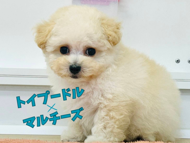 岡山県のハーフ犬・ミックス犬 (アミーゴ水島店/2026年1月3日生まれ/女の子/クリーム)の子犬の1枚目の画像