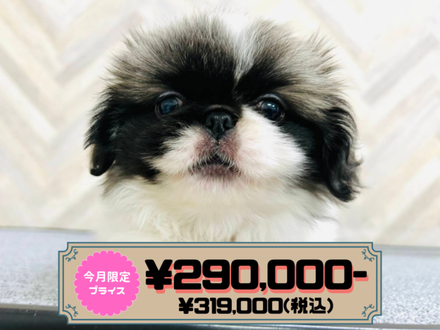 岡山県のペキニーズ (アミーゴ水島店/2026年1月28日生まれ/女の子/パーティーカラー)の子犬の1枚目の画像