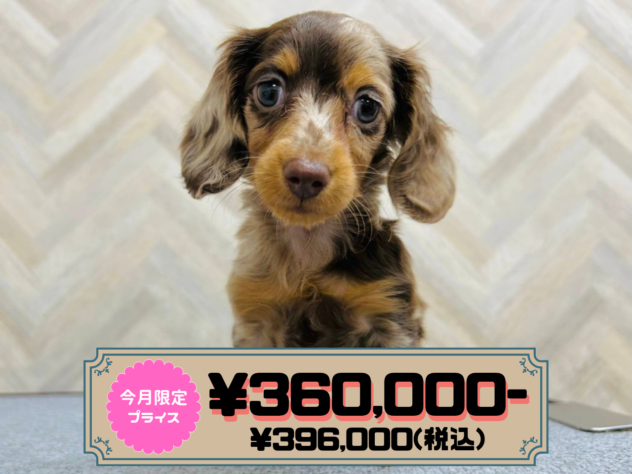 岡山県のミニチュアダックスフンド(ロング) (アミーゴ水島店/2026年1月26日生まれ/女の子/チョコレートダップル)の子犬の1枚目の画像