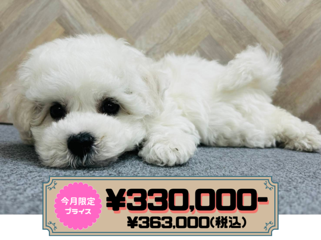 岡山県のビションフリーゼ (アミーゴ水島店/2026年1月26日生まれ/男の子/ホワイト)の子犬の1枚目の画像