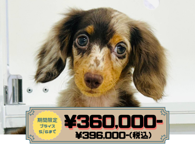 岡山県のミニチュアダックスフンド(ロング) (アミーゴ水島店/2026年1月26日生まれ/女の子/チョコレートダップル)の子犬の1枚目の画像