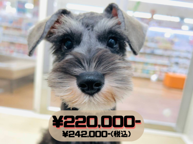 岡山県のミニチュアシュナウザー (アミーゴ水島店/2025年12月29日生まれ/女の子/ソルトペッパー)の子犬の1枚目の画像