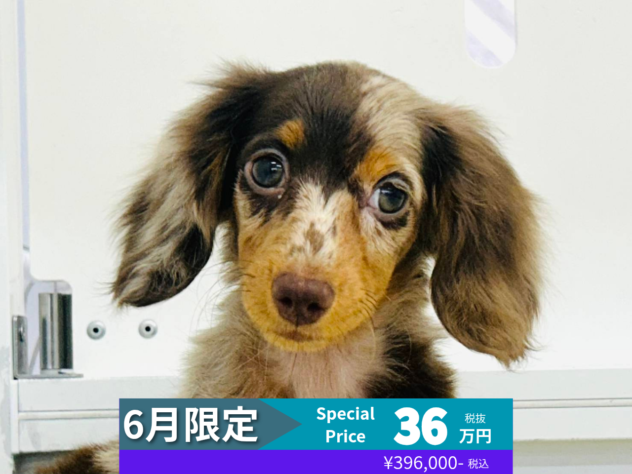 岡山県のミニチュアダックスフンド(ロング) (アミーゴ水島店/2026年1月26日生まれ/女の子/チョコレートダップル)の子犬の1枚目の画像