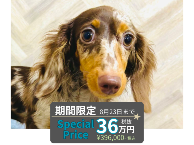 岡山県のミニチュアダックスフンド(ロング) (アミーゴ水島店/2026年1月26日生まれ/女の子/チョコレートダップル)の子犬の1枚目の画像