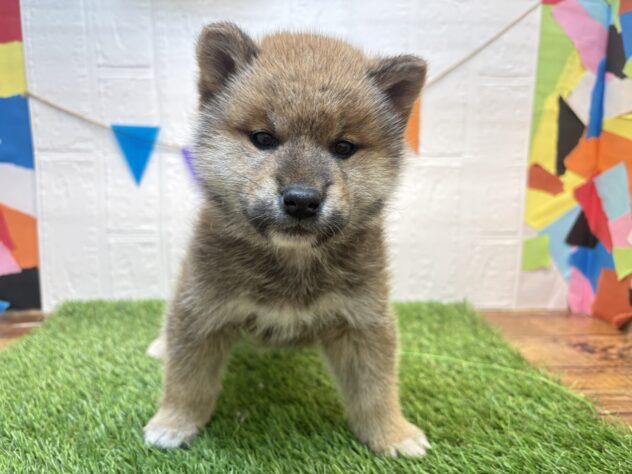 福島県の柴犬(標準サイズ) (アミーゴ郡山南店/2026年1月18日生まれ/男の子/赤)の子犬