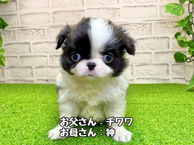 岡山県のハーフ犬・ミックス犬 (アミーゴ妹尾店/2026年1月18日生まれ/男の子/ブラックホワイト)の子犬
