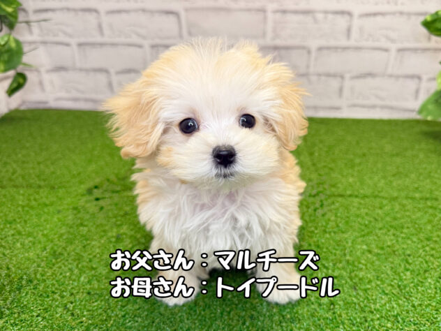 岡山県のハーフ犬・ミックス犬 (アミーゴ妹尾店/2026年1月27日生まれ/男の子/クリーム)の子犬