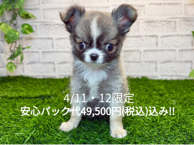 岡山県のチワワ(ロング) (アミーゴ妹尾店/2025年11月23日生まれ/男の子/フォーンホワイト)の子犬の1枚目の画像