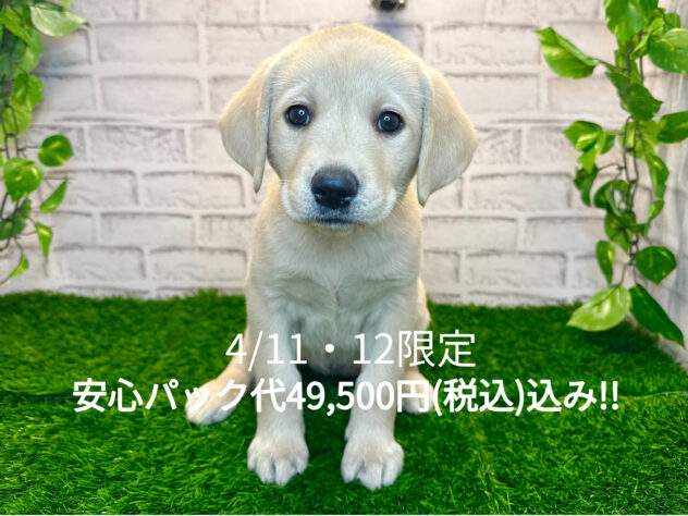 岡山県のラブラドールレトリーバー (アミーゴ妹尾店/2025年12月4日生まれ/女の子/イエロー)の子犬の1枚目の画像