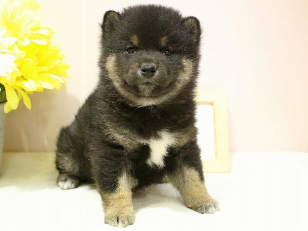 兵庫県の豆柴 (ペット・プラザ アミーゴ明石魚住店/2026年1月3日生まれ/男の子/黒)の子犬の1枚目の画像