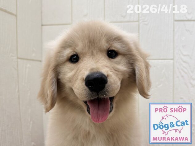 広島県のゴールデンレトリバー (アミーゴ大町店/2026年2月19日生まれ/女の子/ゴールデン)の子犬