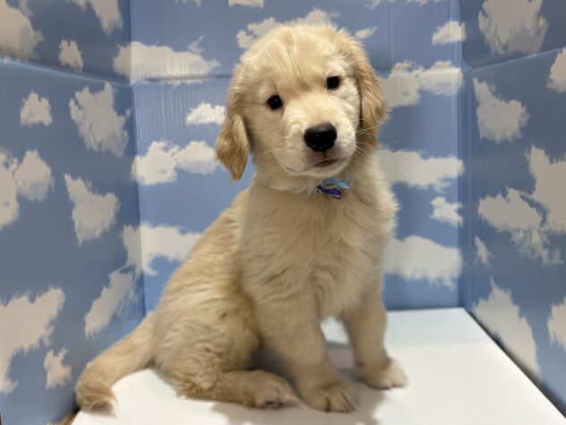山形県のゴールデンレトリバー (アミーゴ山形南店/2026年1月6日生まれ/男の子/ゴールド)の子犬