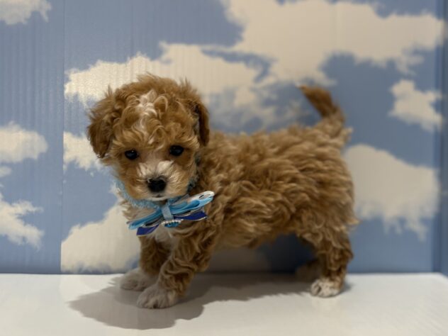 山形県のハーフ犬・ミックス犬 (アミーゴ山形南店/2026年2月26日生まれ/男の子/11 その他の毛色)の子犬の3枚目の画像