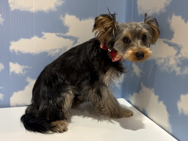 山形県のヨークシャーテリア (アミーゴ山形南店/2025年9月21日生まれ/女の子/スチールブルータン)の子犬の2枚目の画像