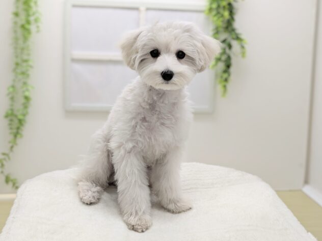 福島県のハーフ犬・ミックス犬 (アミーゴ会津若松店/2025年10月28日生まれ/男の子/06 ホワイト系)の子犬の2枚目の画像