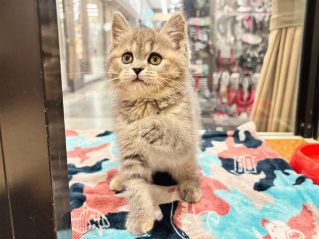 広島県のマンチカン (アミーゴ広島商工センター店/2026年2月18日生まれ/女の子/ブルーパッチドタビー)の子猫