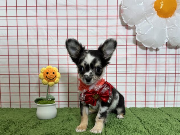 山形県のチワワ(ロング) (アミーゴ酒田店/2026年1月17日生まれ/女の子/ブルーマール)の子犬