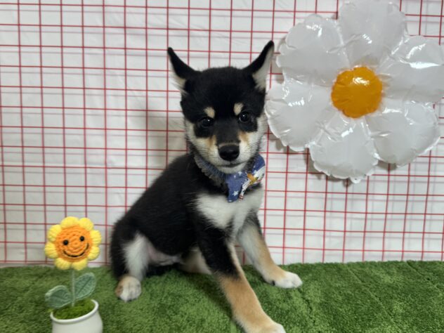 山形県の柴犬(標準サイズ) (アミーゴ酒田店/2026年1月12日生まれ/男の子/黒)の子犬の2枚目の画像