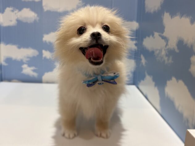 山形県のハーフ犬・ミックス犬 (アミーゴ山形南店/2025年12月21日生まれ/男の子/クリーム)の子犬の1枚目の画像