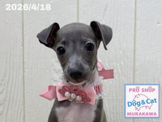 広島県のイタリアングレーハウンド (アミーゴ大町店/2026年2月12日生まれ/女の子/ブルーホワイトマーキングス)の子犬の1枚目の画像