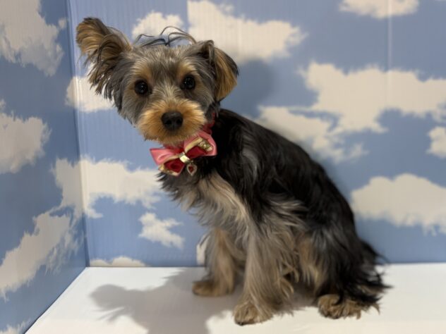 山形県のヨークシャーテリア (アミーゴ山形南店/2025年9月21日生まれ/女の子/スチールブルータン)の子犬の3枚目の画像