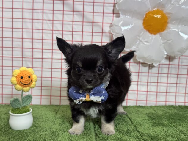 山形県のチワワ(ロング) (アミーゴ酒田店/2026年2月9日生まれ/男の子/ブラックタン)の子犬の1枚目の画像