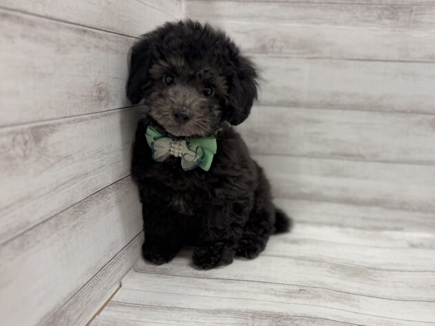 福島県のトイプードル(トイ) (アミーゴ小名浜店/2026年1月26日生まれ/男の子/シルバー)の子犬