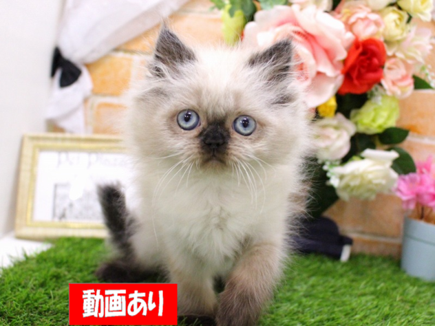 兵庫県のヒマラヤン (ペット・プラザ アミーゴ三田店/2026年2月20日生まれ/女の子/シールポイント)の子猫の1枚目の画像