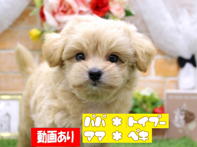 兵庫県のハーフ犬・ミックス犬 (ペット・プラザ アミーゴ三田店/2026年3月1日生まれ/男の子/クリーム)の子犬の1枚目の画像