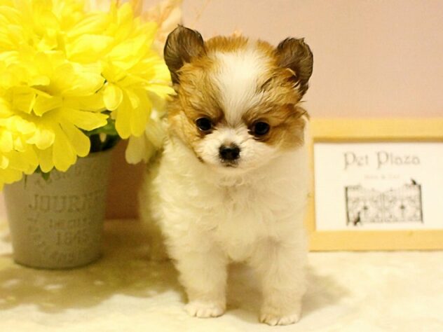 兵庫県のチワワ(スムース) (ペット・プラザ アミーゴ明石魚住店/2026年1月30日生まれ/男の子/ホワイトレッド)の子犬の3枚目の画像