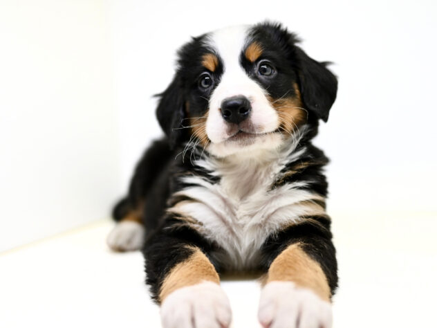 岡山県のバーニーズマウンテンドッグ (アミーゴ大安寺店/2026年2月2日生まれ/女の子/ブラックラストホワイト)の子犬の4枚目の画像