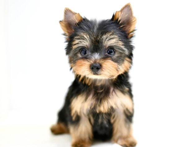 岡山県のヨークシャーテリア (アミーゴ大安寺店/2026年2月2日生まれ/女の子/スチールブルータン)の子犬の2枚目の画像