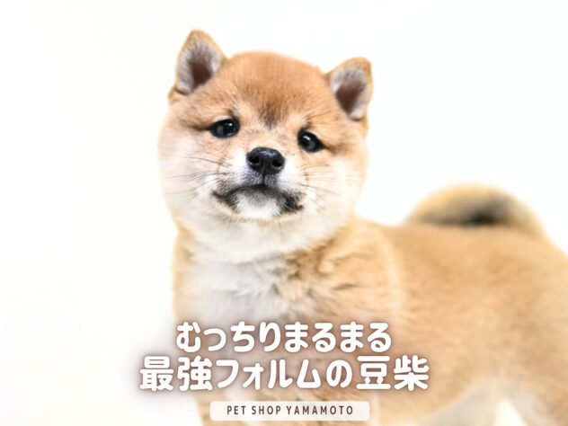 岡山県の豆柴 (アミーゴ大安寺店/2026年2月8日生まれ/女の子/赤)の子犬の2枚目の画像