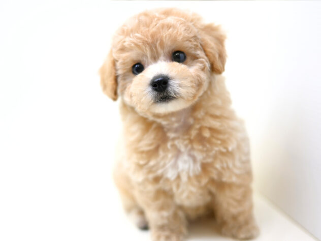 岡山県のハーフ犬・ミックス犬 (アミーゴ大安寺店/2026年1月29日生まれ/女の子/クリーム)の子犬の3枚目の画像