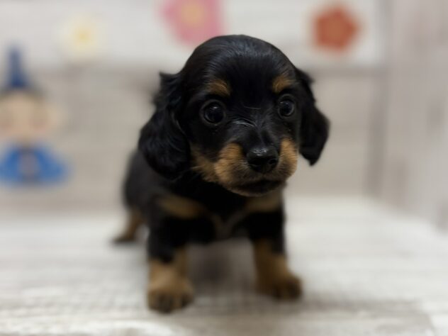 秋田県のハーフ犬・ミックス犬 (アミーゴ横手店/2026年1月1日生まれ/男の子/ブラックタン)の子犬