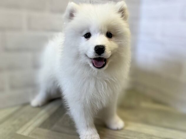 秋田県のサモエド (アミーゴ秋田茨島店/2026年1月22日生まれ/女の子/ホワイト)の子犬の1枚目の画像