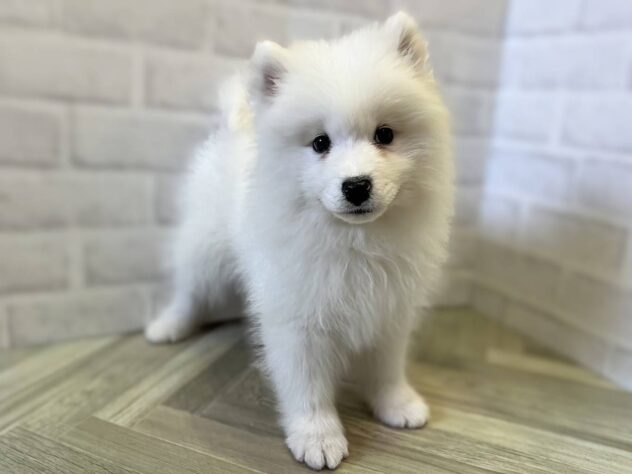 秋田県のサモエド (アミーゴ秋田茨島店/2026年1月22日生まれ/女の子/ホワイト)の子犬の2枚目の画像