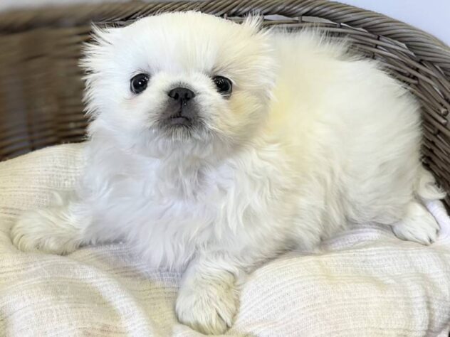 秋田県のペキニーズ (アミーゴ秋田茨島店/2026年2月3日生まれ/女の子/ホワイト)の子犬の2枚目の画像