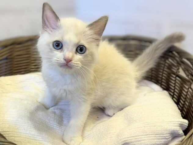 秋田県のラグドール (アミーゴ秋田茨島店/2026年2月1日生まれ/女の子/ブルーポイントバイカラー)の子猫