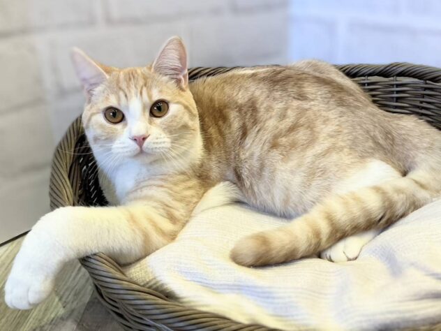 秋田県のスコティッシュフォールド (アミーゴ秋田茨島店/2025年8月31日生まれ/男の子/レッドタビーホワイト)の子猫