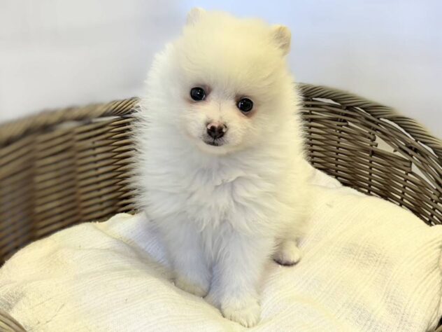 秋田県のポメラニアン (アミーゴ秋田茨島店/2026年2月13日生まれ/男の子/クリーム)の子犬