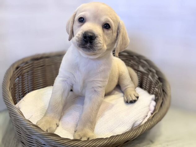 秋田県のラブラドールレトリーバー (アミーゴ秋田茨島店/2026年2月23日生まれ/男の子/イエロー)の子犬の2枚目の画像