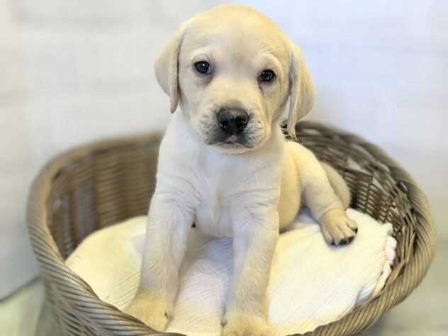 秋田県のラブラドールレトリーバー (アミーゴ秋田茨島店/2026年2月23日生まれ/男の子/イエロー)の子犬の1枚目の画像