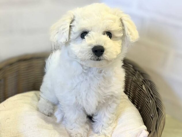 秋田県のビションフリーゼ (アミーゴ秋田茨島店/2026年1月25日生まれ/男の子/ホワイト)の子犬