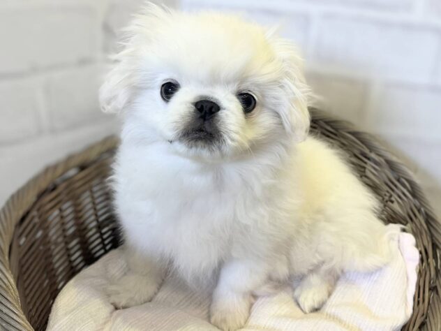 秋田県のペキニーズ (アミーゴ秋田茨島店/2026年2月3日生まれ/女の子/ホワイト)の子犬の1枚目の画像