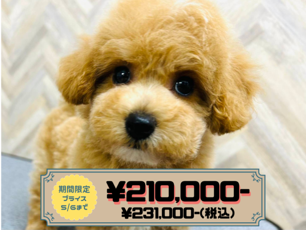 岡山県のハーフ犬・ミックス犬 (アミーゴ水島店/2026年2月3日生まれ/女の子/アプリコット)の子犬