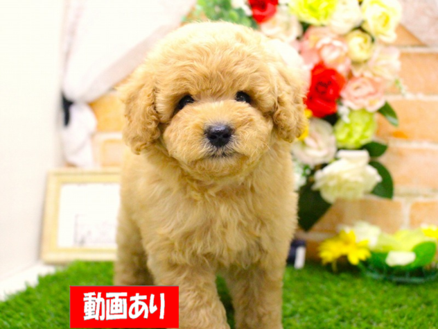 兵庫県のトイプードル(トイ) (ペット・プラザ アミーゴ三田店/2026年2月3日生まれ/女の子/オレンジフォーン)の子犬の1枚目の画像