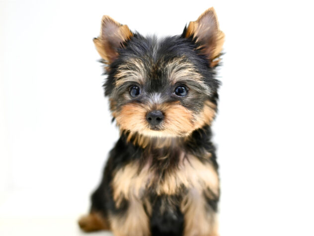 岡山県のヨークシャーテリア (アミーゴ大安寺店/2026年2月2日生まれ/女の子/スチールブルータン)の子犬の1枚目の画像