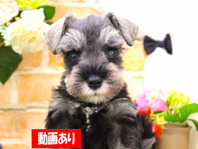 兵庫県のミニチュアシュナウザー (ペット・プラザ アミーゴ三田店/2026年2月18日生まれ/男の子/ソルトペッパー)の子犬の1枚目の画像
