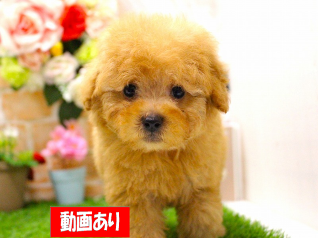 兵庫県のトイプードル(トイ) (ペット・プラザ アミーゴ三田店/2026年2月26日生まれ/男の子/オレンジフォーン)の子犬の1枚目の画像